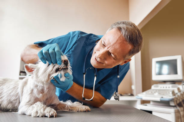 Best 24-Hour Emergency Dental Care in Burlington, CO